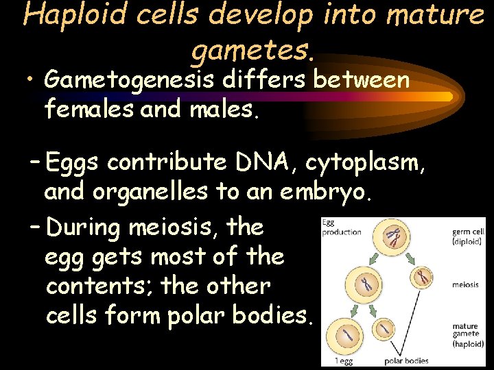 Haploid cells develop into mature gametes. • Gametogenesis differs between females and males. –