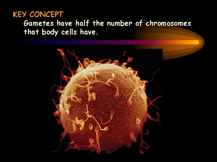 KEY CONCEPT Gametes have half the number of chromosomes that body cells have. 