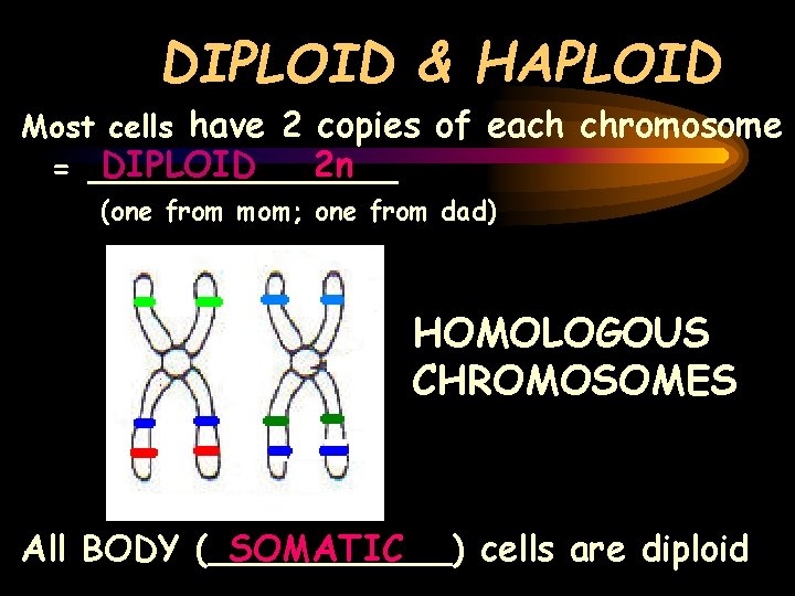 DIPLOID & HAPLOID Most cells have 2 copies of each chromosome DIPLOID 2 n