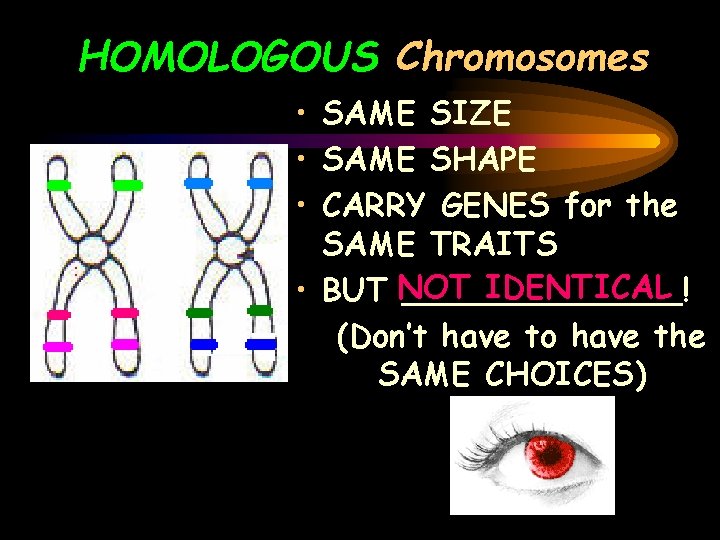 HOMOLOGOUS Chromosomes • SAME SIZE • SAME SHAPE • CARRY GENES for the SAME