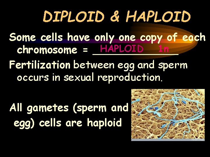 DIPLOID & HAPLOID Some cells have only one copy of each HAPLOID 1 n