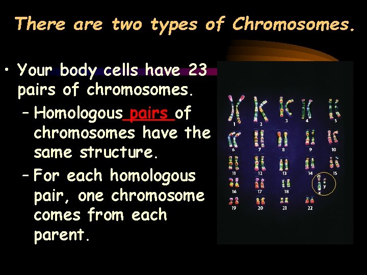 There are two types of Chromosomes. • Your body cells have 23 pairs of