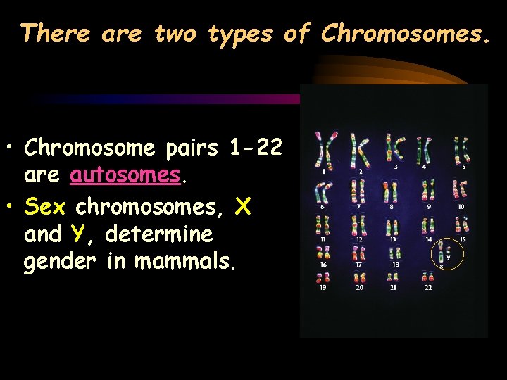 There are two types of Chromosomes. • Chromosome pairs 1 -22 are autosomes. •