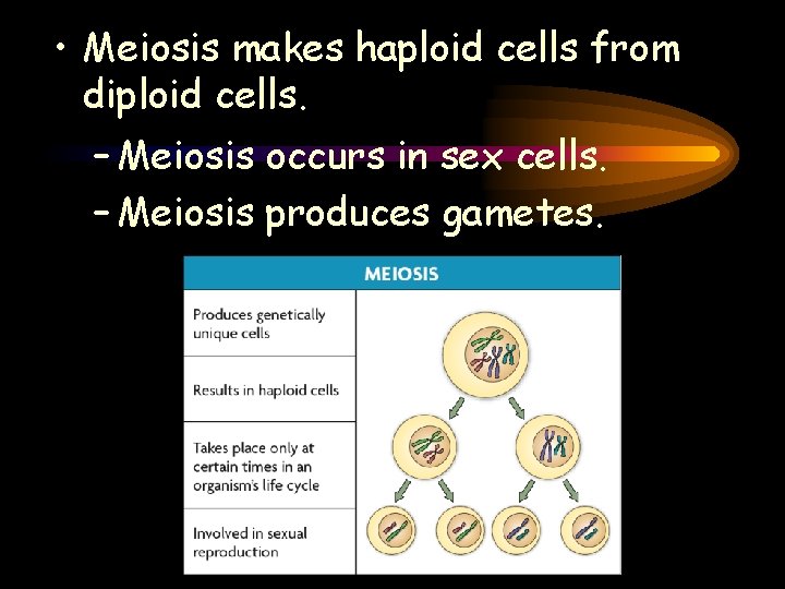  • Meiosis makes haploid cells from diploid cells. – Meiosis occurs in sex