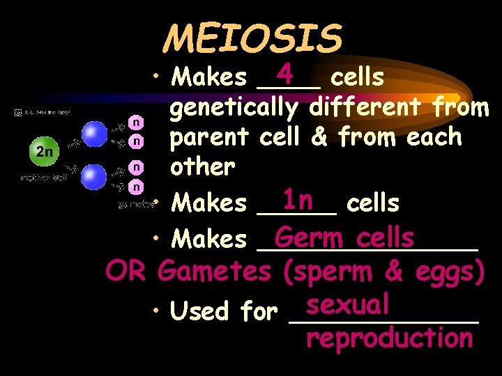MEIOSIS 4 cells • Makes ____ genetically different from parent cell & from each