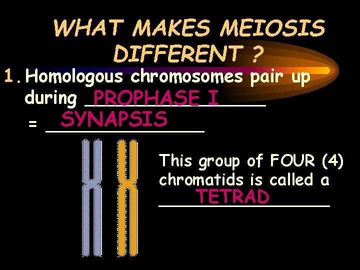WHAT MAKES MEIOSIS DIFFERENT ? 1. Homologous chromosomes pair up during ________ PROPHASE I