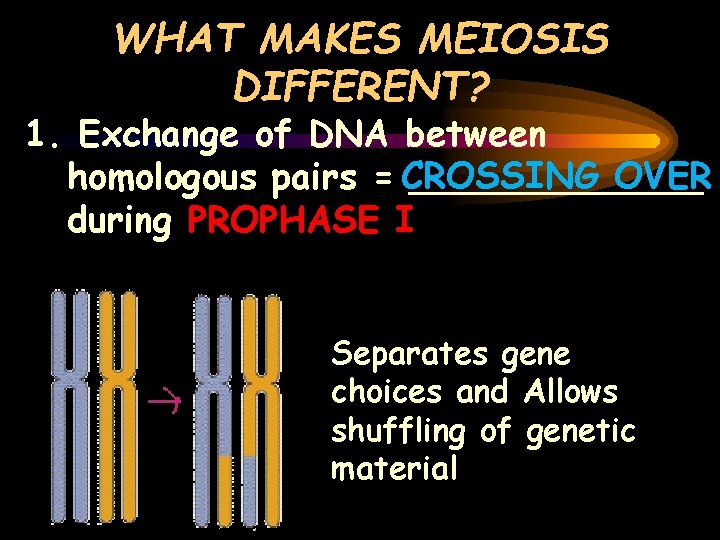 WHAT MAKES MEIOSIS DIFFERENT? 1. Exchange of DNA between OVER homologous pairs = CROSSING