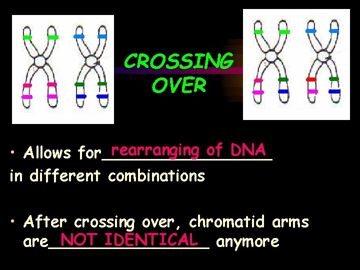 CROSSING OVER rearranging of DNA • Allows for_________ in different combinations • After crossing