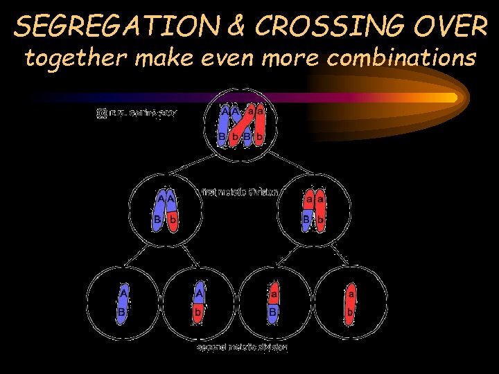 SEGREGATION & CROSSING OVER together make even more combinations 
