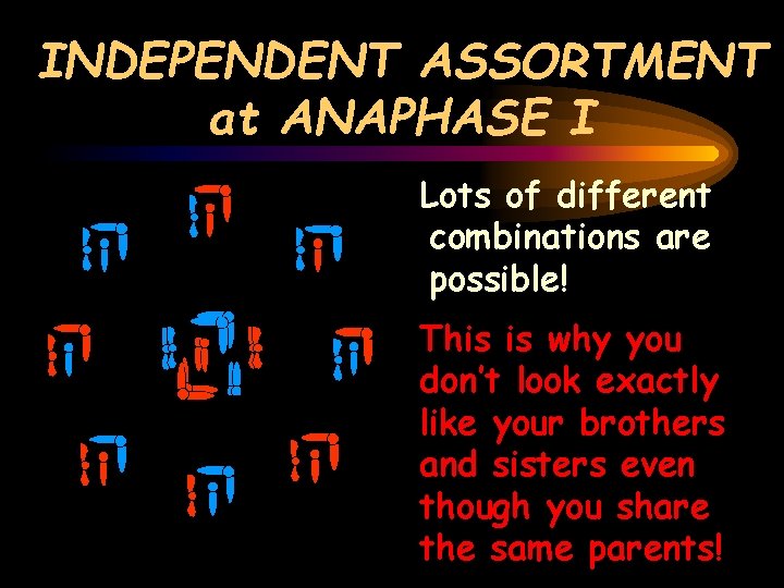 INDEPENDENT ASSORTMENT at ANAPHASE I Lots of different combinations are possible! This is why