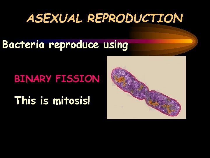 ASEXUAL REPRODUCTION Bacteria reproduce using BINARY FISSION This is mitosis! 