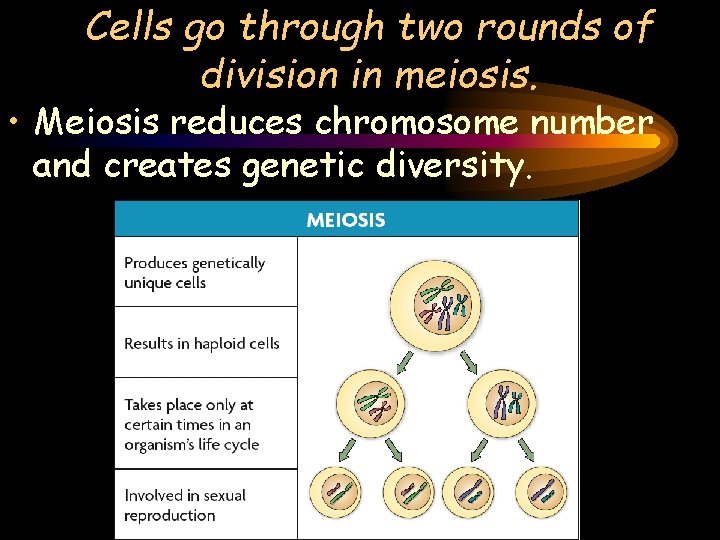 Cells go through two rounds of division in meiosis. • Meiosis reduces chromosome number