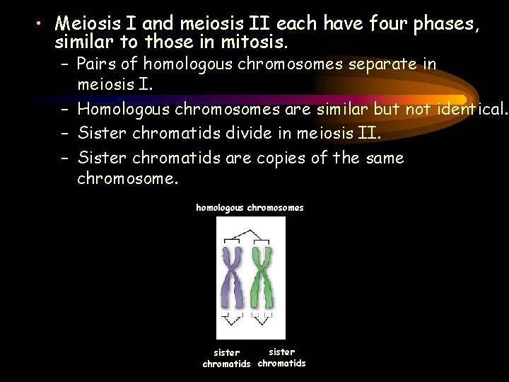  • Meiosis I and meiosis II each have four phases, similar to those