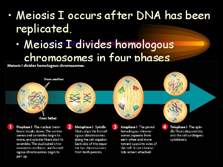  • Meiosis I occurs after DNA has been replicated. • Meiosis I divides