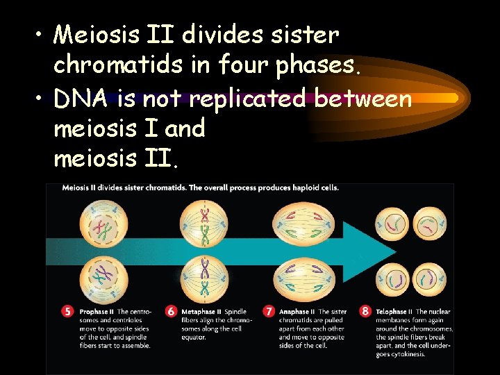  • Meiosis II divides sister chromatids in four phases. • DNA is not