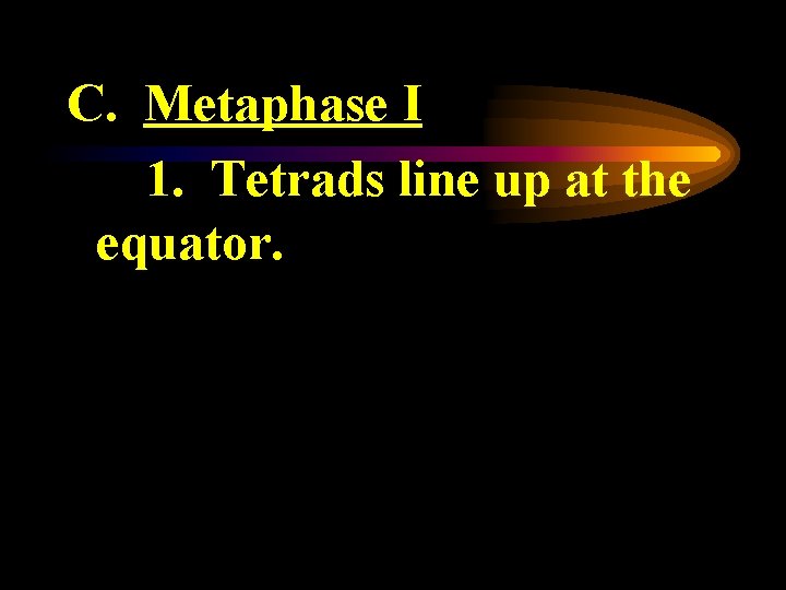 C. Metaphase I 1. Tetrads line up at the equator. 