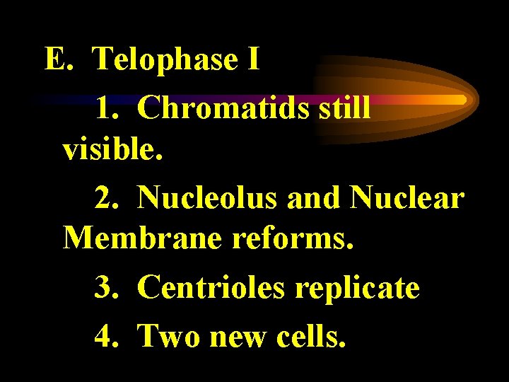 E. Telophase I 1. Chromatids still visible. 2. Nucleolus and Nuclear Membrane reforms. 3.