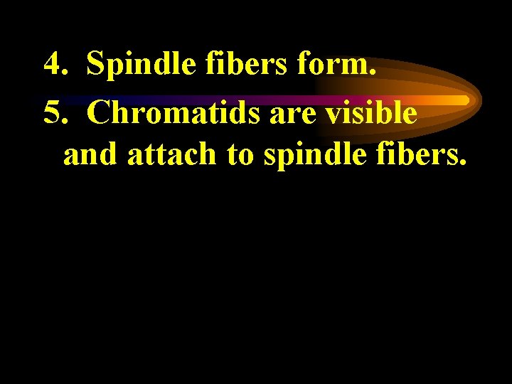 4. Spindle fibers form. 5. Chromatids are visible and attach to spindle fibers. 