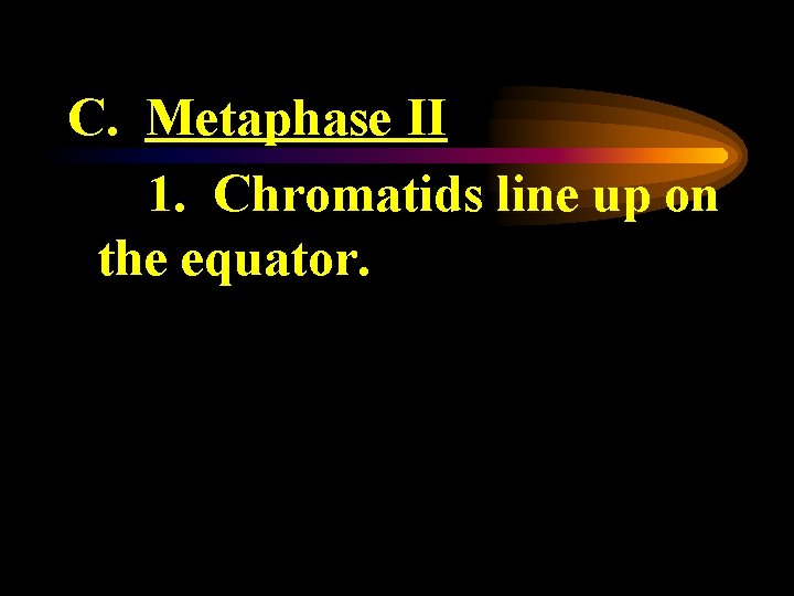 C. Metaphase II 1. Chromatids line up on the equator. 
