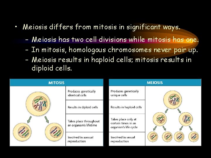  • Meiosis differs from mitosis in significant ways. – Meiosis has two cell