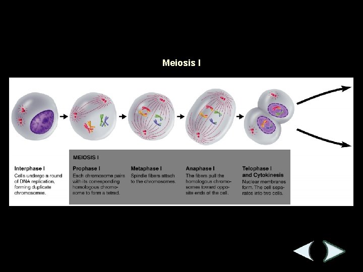 Figure 11 -15 Meiosis Section 11 -4 Meiosis I 