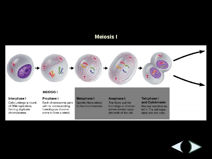 Figure 11 -15 Meiosis Section 11 -4 Meiosis I 