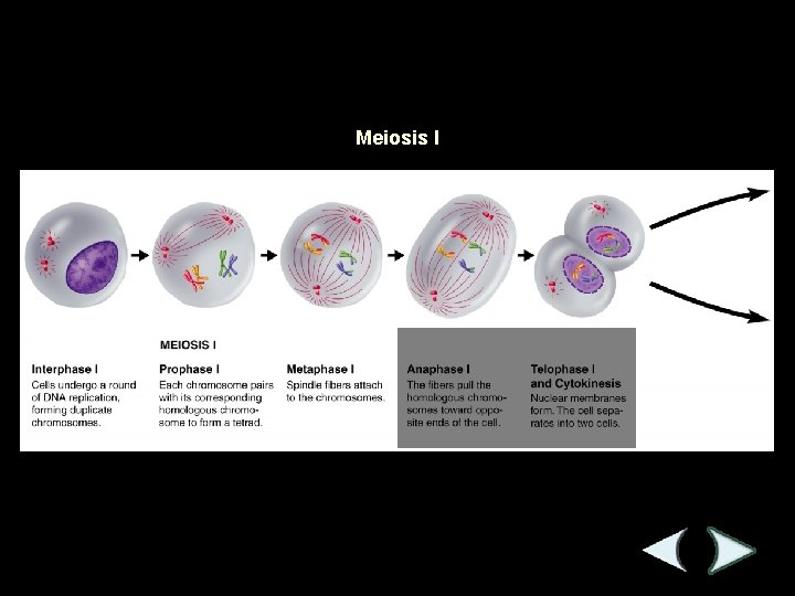 Figure 11 -15 Meiosis Section 11 -4 Meiosis I 