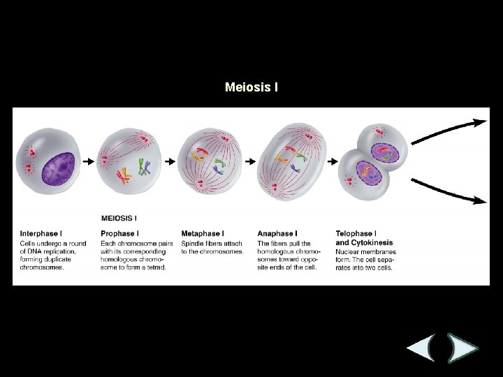 Figure 11 -15 Meiosis Section 11 -4 Meiosis I 