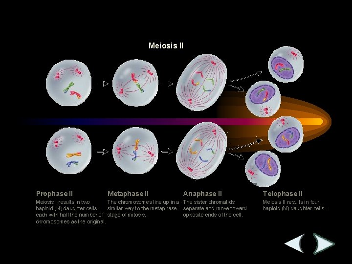 Figure 11 -17 Meiosis II Section 11 -4 Meiosis II Prophase II Metaphase II