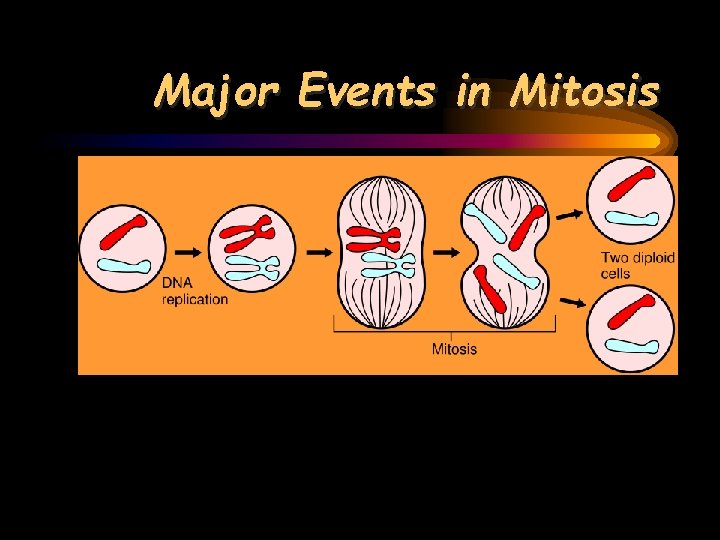 Major Events in Mitosis 