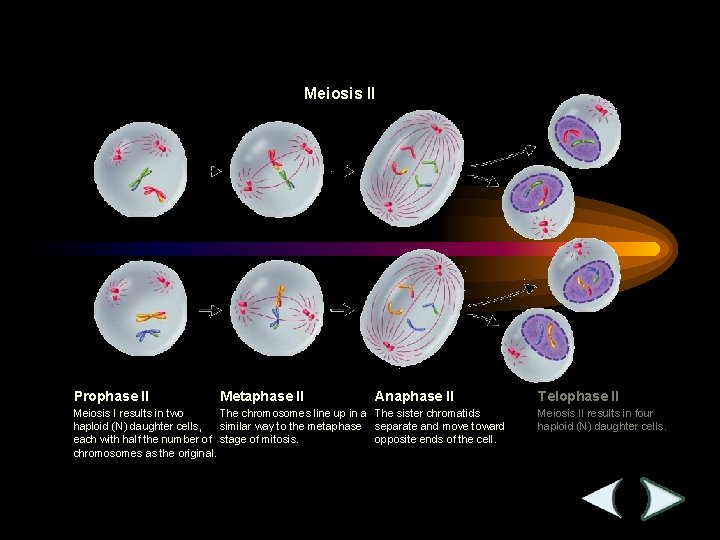 Figure 11 -17 Meiosis II Section 11 -4 Meiosis II Prophase II Metaphase II