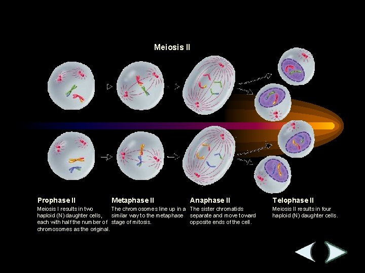 Figure 11 -17 Meiosis II Section 11 -4 Meiosis II Prophase II Metaphase II