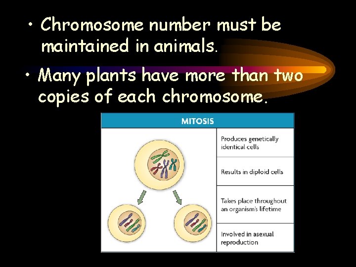  • Chromosome number must be maintained in animals. • Many plants have more