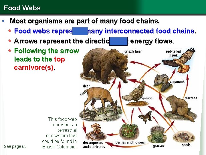 Food Webs • Most organisms are part of many food chains. w Food webs