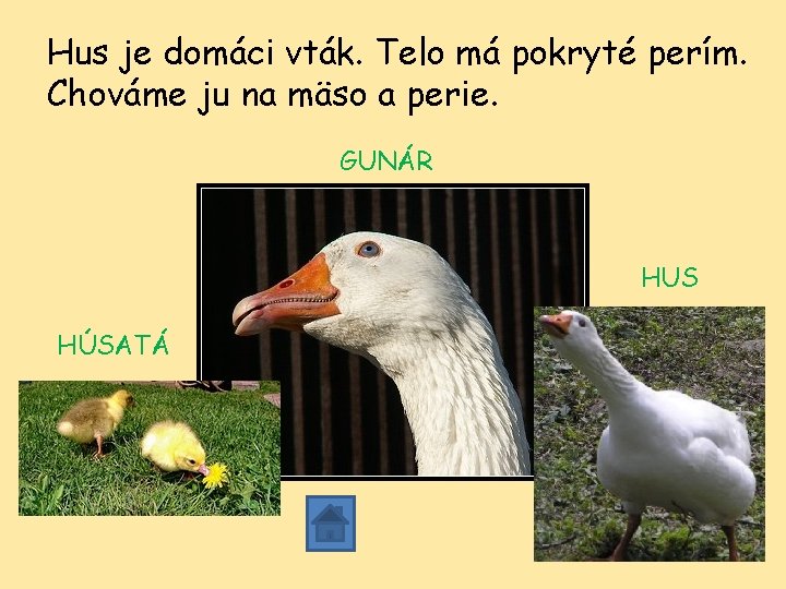 Hus je domáci vták. Telo má pokryté perím. Chováme ju na mäso a perie. Hus je domáci vták. Telo má pokryté perím. Chováme ju na mäso a perie.