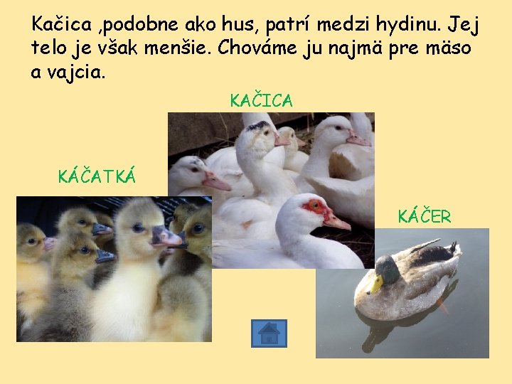 Kačica , podobne ako hus, patrí medzi hydinu. Jej telo je však menšie. Chováme Kačica , podobne ako hus, patrí medzi hydinu. Jej telo je však menšie. Chováme