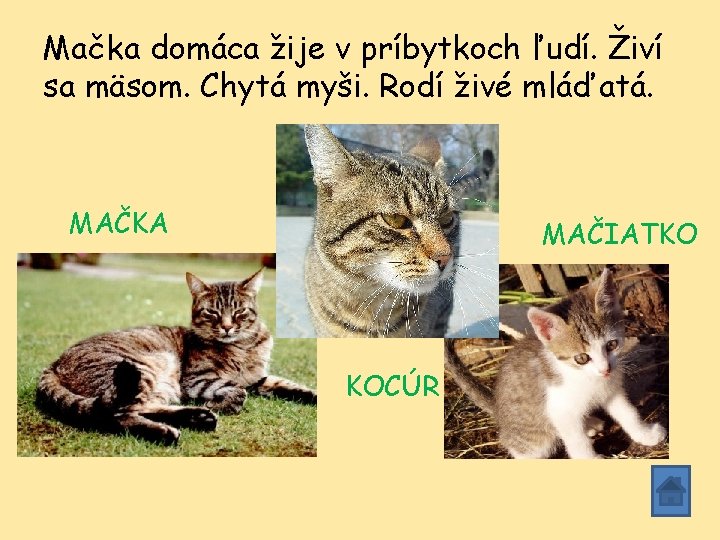 Mačka domáca žije v príbytkoch ľudí. Živí sa mäsom. Chytá myši. Rodí živé mláďatá. Mačka domáca žije v príbytkoch ľudí. Živí sa mäsom. Chytá myši. Rodí živé mláďatá.