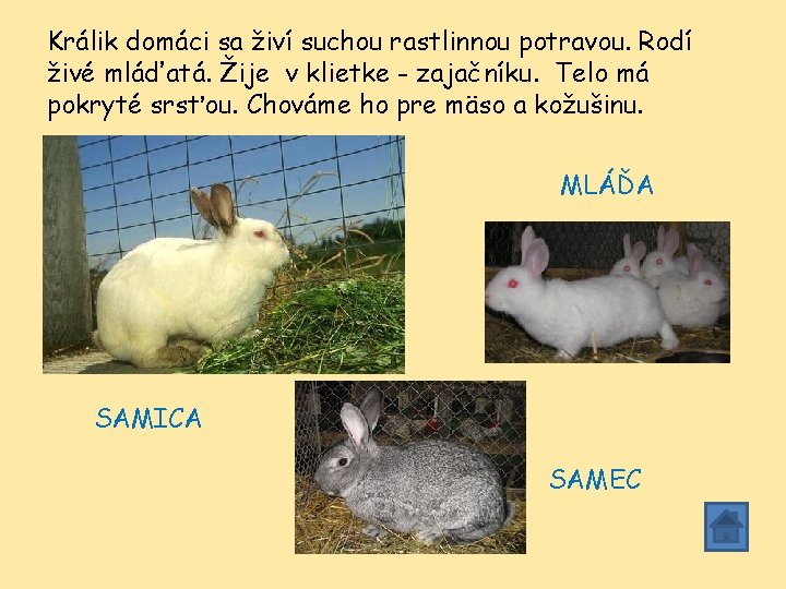 Králik domáci sa živí suchou rastlinnou potravou. Rodí živé mláďatá. Žije v klietke - Králik domáci sa živí suchou rastlinnou potravou. Rodí živé mláďatá. Žije v klietke -