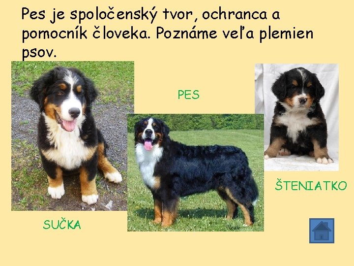 Pes je spoločenský tvor, ochranca a pomocník človeka. Poznáme veľa plemien psov. PES ŠTENIATKO Pes je spoločenský tvor, ochranca a pomocník človeka. Poznáme veľa plemien psov. PES ŠTENIATKO