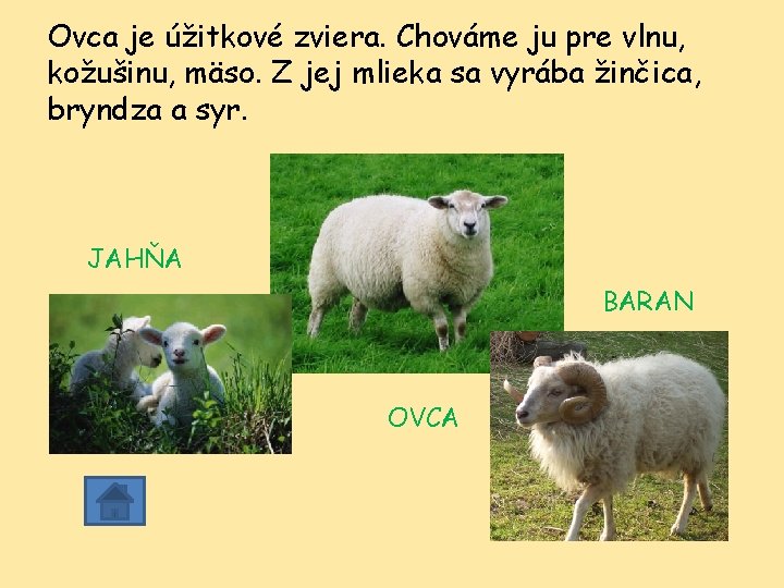 Ovca je úžitkové zviera. Chováme ju pre vlnu, kožušinu, mäso. Z jej mlieka sa Ovca je úžitkové zviera. Chováme ju pre vlnu, kožušinu, mäso. Z jej mlieka sa