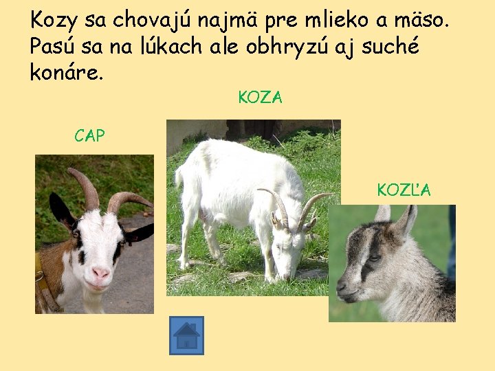 Kozy sa chovajú najmä pre mlieko a mäso. Pasú sa na lúkach ale obhryzú Kozy sa chovajú najmä pre mlieko a mäso. Pasú sa na lúkach ale obhryzú