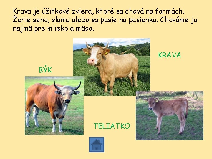 Krava je úžitkové zviera, ktoré sa chová na farmách. Žerie seno, slamu alebo sa Krava je úžitkové zviera, ktoré sa chová na farmách. Žerie seno, slamu alebo sa