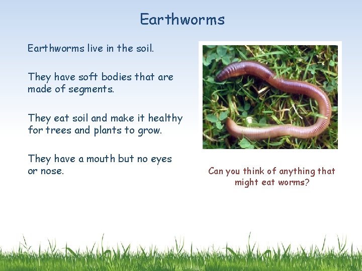 Earthworms live in the soil. They have soft bodies that are made of segments.