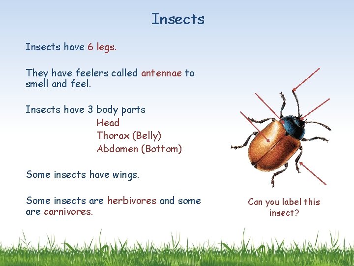 Insects have 6 legs. They have feelers called antennae to smell and feel. Insects