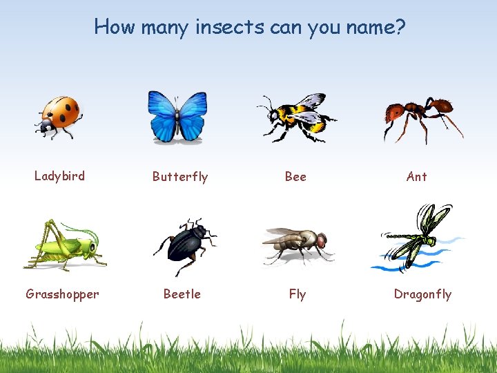 How many insects can you name? Ladybird Butterfly Bee Grasshopper Beetle Fly Ant Dragonfly