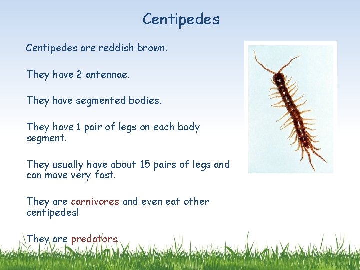 Centipedes are reddish brown. They have 2 antennae. They have segmented bodies. They have