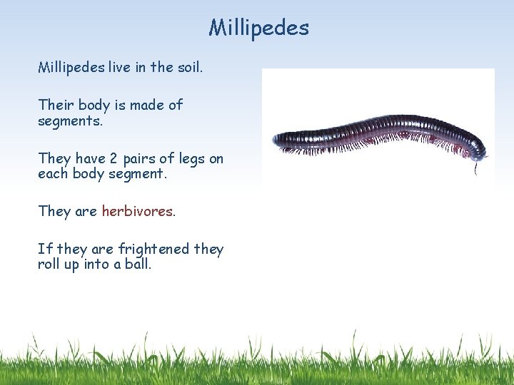 Millipedes live in the soil. Their body is made of segments. They have 2