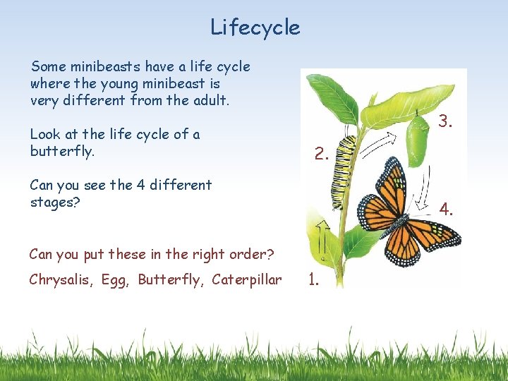 Lifecycle Some minibeasts have a life cycle where the young minibeast is very different