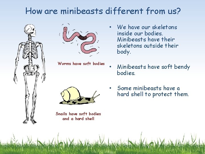 How are minibeasts different from us? • We have our skeletons inside our bodies.