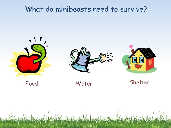 What do minibeasts need to survive? Food Water Shelter 